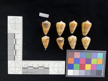 CpulSH057; 25.5x15.5x21 dorsal photo thumbnail