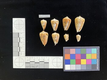 CpulSH065; 20x12x17 ventral photo thumbnail