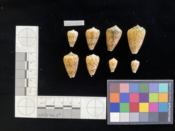 CpulSH065; 20x12x17 dorsal photo thumbnail