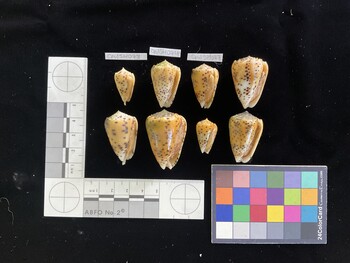 CpulSH073; 22x13x19 ventral photo thumbnail