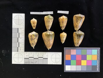 CpulSH073; 22x13x19 dorsal photo thumbnail
