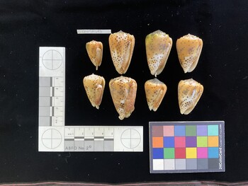 CpulSH083; 25.5x17x23.5 ventral photo thumbnail