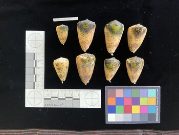 CpulSH083; 25.5x17x23.5 dorsal photo thumbnail
