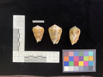 CpulSH091; 37.5x24.5x32.5 ventral photo thumbnail