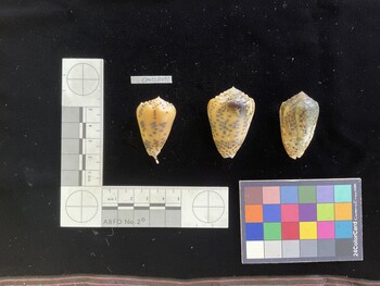 CpulSH091; 37.5x24.5x32.5 dorsal photo thumbnail