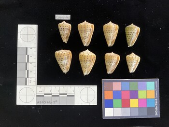 CebuSH001; 27x16x23 ventral photo thumbnail