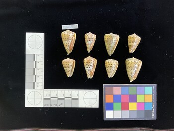 CebuSH009; 31.5x20x28 ventral photo thumbnail