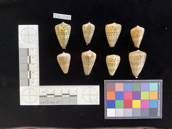 CebuSH009; 31.5x20x28 dorsal photo thumbnail