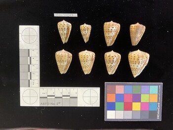 CebuSH017; 28x16.5x24 ventral photo thumbnail