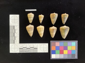 CebuSH017; 28x16.5x24 dorsal photo thumbnail