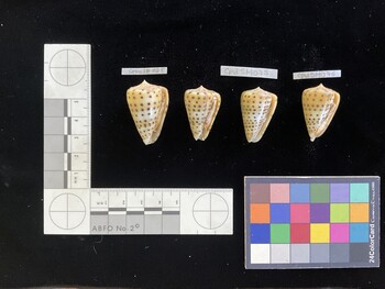 CebuSH025; 35x21.5x31.5 ventral photo thumbnail