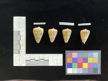 CebuSH025; 35x21.5x31.5 dorsal photo thumbnail