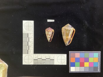 ClivSH001; 35.5x20x29 ventral photo thumbnail