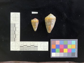 ClivSH001; 35.5x20x29 dorsal photo thumbnail
