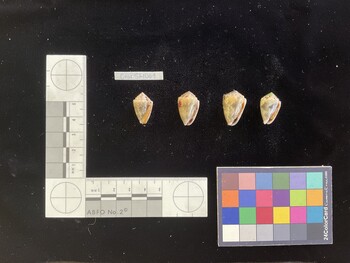 CcorSH001; 20.5x12.5x15 ventral photo thumbnail