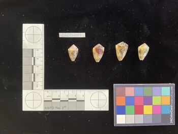 CcorSH001; 20.5x12.5x15 dorsal photo thumbnail