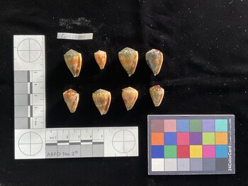 CmilSH001; 23.5x14.5x19.5 ventral photo thumbnail