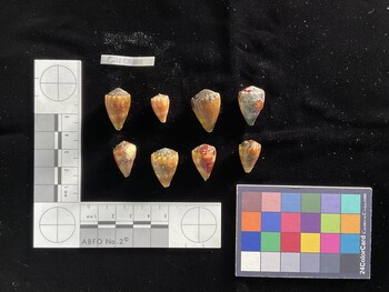 CmilSH001; 23.5x14.5x19.5 dorsal photo thumbnail