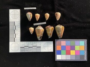 CfrigSH001; 35.5x20x29.5 ventral photo thumbnail