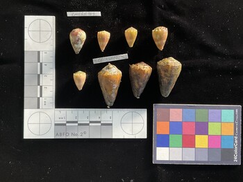 CfrigSH001; 35.5x20x29.5 dorsal photo thumbnail