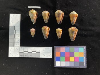 CflavSH001; 31.5x18.5x29 ventral photo thumbnail