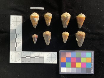CflavSH001; 31.5x18.5x29 dorsal photo thumbnail