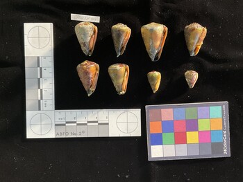 CflavSH004; 30.5x20x26.5 ventral photo thumbnail