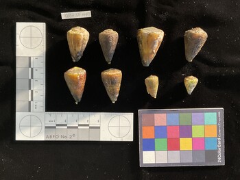 CflavSH004; 30.5x20x26.5 dorsal photo thumbnail