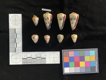 CimpSH001; 35x17.5x30.5 ventral photo thumbnail
