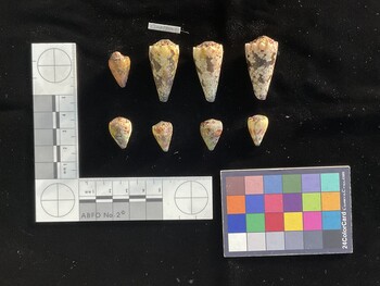 CimpSH001; 35x17.5x30.5 dorsal photo thumbnail
