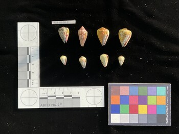CnanSH001; 15x8.5x13 ventral photo thumbnail
