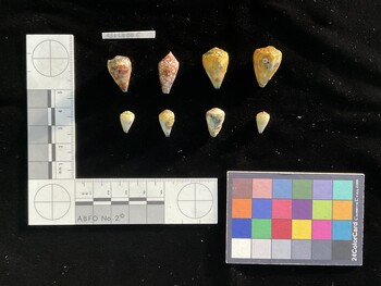 CnanSH001; 15x8.5x13 dorsal photo thumbnail