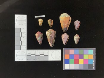 ClivSH003; 43x26.5x33.5 ventral photo thumbnail