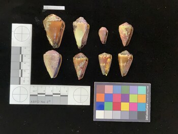 ClivSH009; 43.5x27.5x35 ventral photo thumbnail