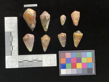 ClivSH009; 43.5x27.5x35 dorsal photo thumbnail