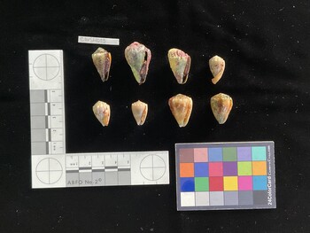 CcorSH007; 18.5x11.5x15 ventral photo thumbnail
