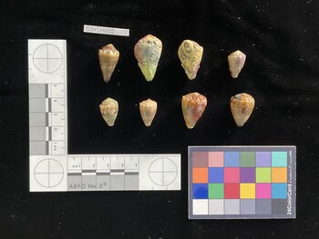 CcorSH007; 18.5x11.5x15 dorsal photo thumbnail