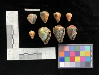 CebSH002; 36x27.5*x29 ventral photo thumbnail