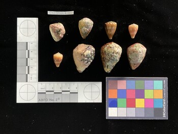 CebSH002; 36x27.5*x29 dorsal photo thumbnail