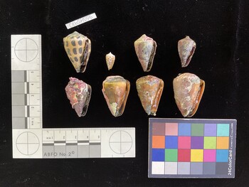 CebSH005; 33.5x21.5x27 ventral photo thumbnail