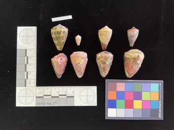 CebSH005; 33.5x21.5x27 dorsal photo thumbnail