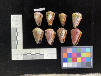 CflavSH022; 32x20x28 ventral photo thumbnail