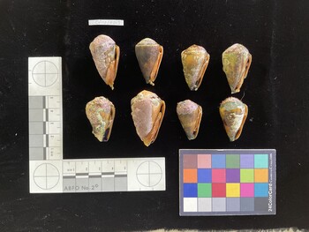 CfrigSH013; 37*x21.5x29 ventral photo thumbnail