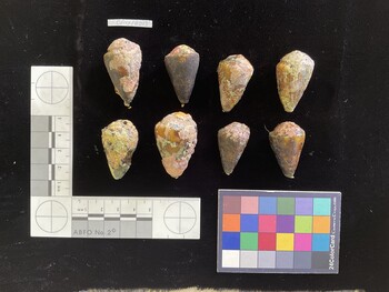 CfrigSH013; 37*x21.5x29 dorsal photo thumbnail