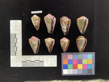 CfrigSH021; 32x19x27.5 ventral photo thumbnail