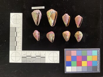 CsangSH011; 31x18.5x25.5 ventral photo thumbnail