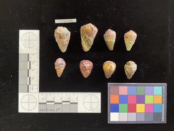 CsangSH011; 31x18.5x25.5 dorsal photo thumbnail