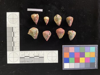 CspSH014; 19.5x14.5x18 ventral photo thumbnail