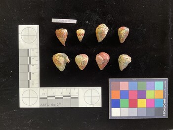 CspSH014; 19.5x14.5x18 dorsal photo thumbnail