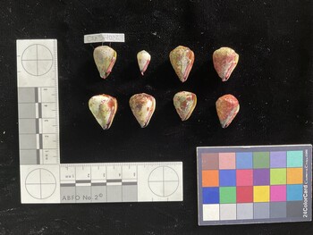 CspSH022; 20x13.5x17.5 ventral photo thumbnail